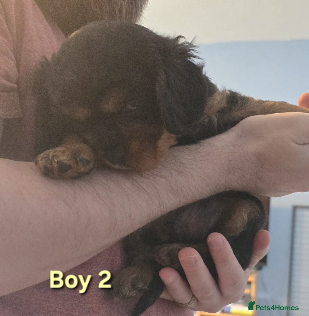 Cavalier King Charles Spaniel dogs for sale: Stunningly beautiful Cavalier King Charles Puppies - Advert 11