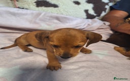 Mixed Breed dogs for sale: Beautiful dachshund mix puppies  - Image 21