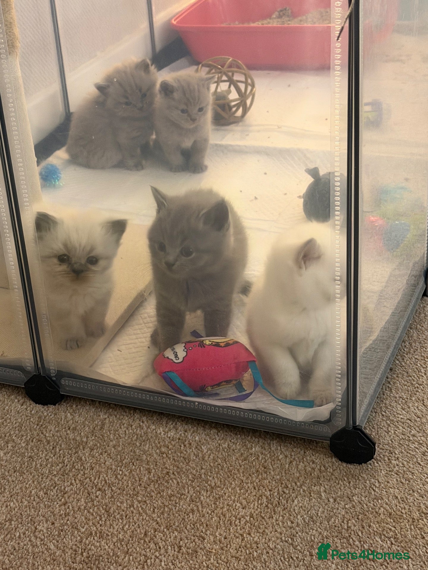 British Shorthair cats 💙 JUST 2 LEFT 💙 British Shorthair Kittens  - Advert 14