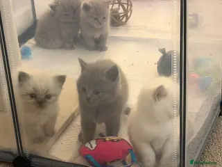 British Shorthair cats 💙 JUST 2 LEFT 💙 British Shorthair Kittens - Advert 4