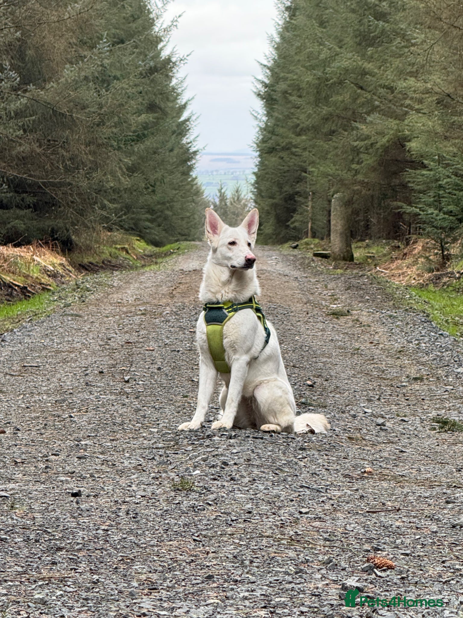 White Swiss Shepherd dogs Swiss Shepherd Female - Advert 1