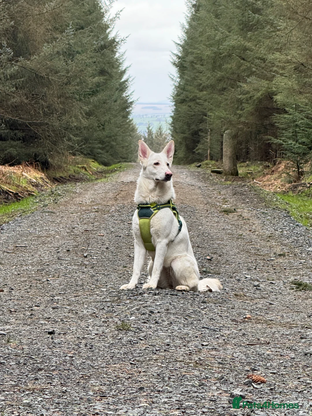 White Swiss Shepherd dogs for adoption: Swiss Shepherd Female in Newcastle upon Tyne - Advert 1