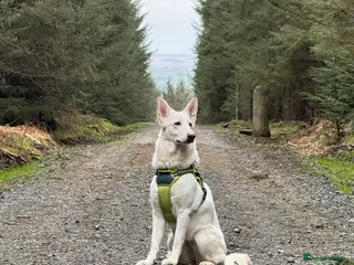 White Swiss Shepherd dogs Swiss Shepherd Female - Advert 1