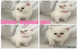 British Shorthair cats for sale: Gold and silver shaded GCCF kittens - Image 14