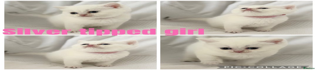 (Pink collar) silver tipped girl