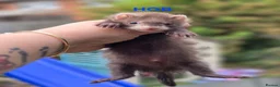 Ferret rodents for sale: Semi Angora Babies - Advert 1
