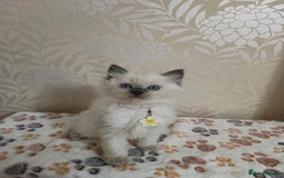 Ragdoll cats for sale: 8 beautiful Ragdoll cats - Image 15