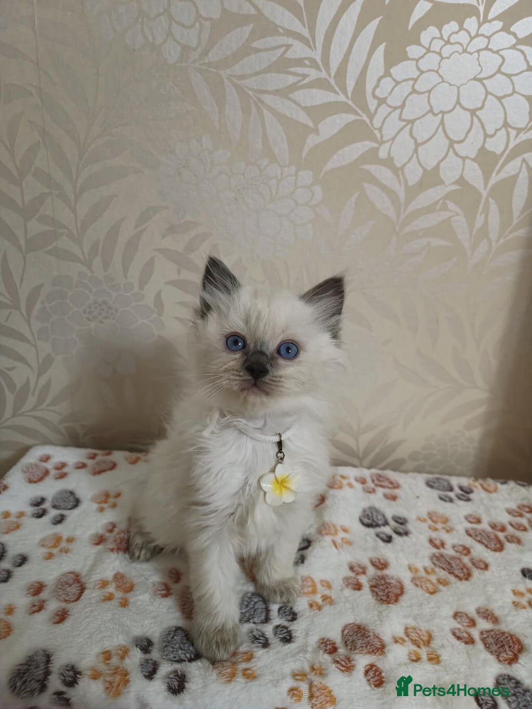 Ragdoll cats for sale: 8 beautiful Ragdoll cats - Image 15