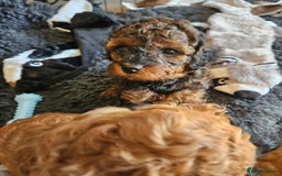 Miniature Poodle dogs for sale: Beautiful Health Tested Poodles - Advert 7