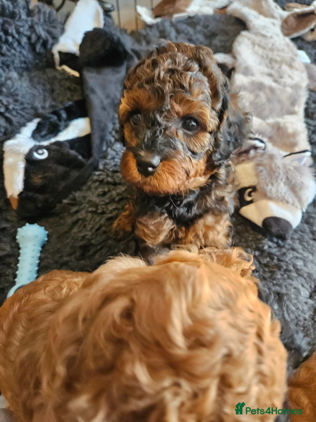 Miniature Poodle dogs for sale: Beautiful Health Tested Poodles - Advert 7