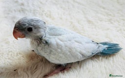 Parakeets birds for sale: Rare BabyBlue Pied Indian Ringneck Hand-Reared&DNA - Image 1