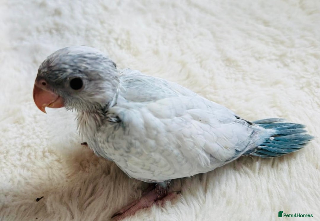 Parakeets birds for sale: Rare BabyBlue Pied Indian Ringneck Hand-Reared&DNA - Image 1