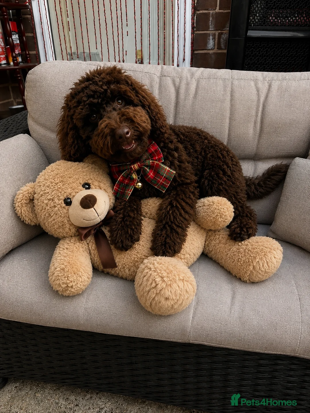Cockapoo dogs for sale: I love cockapoo  - Advert 3