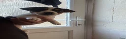Jack Russell dogs for sale: 8 tradational Jack Russell puppys  - Advert 13