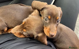 Miniature Dachshund dogs for sale: Miniature dachshunds - Image 39