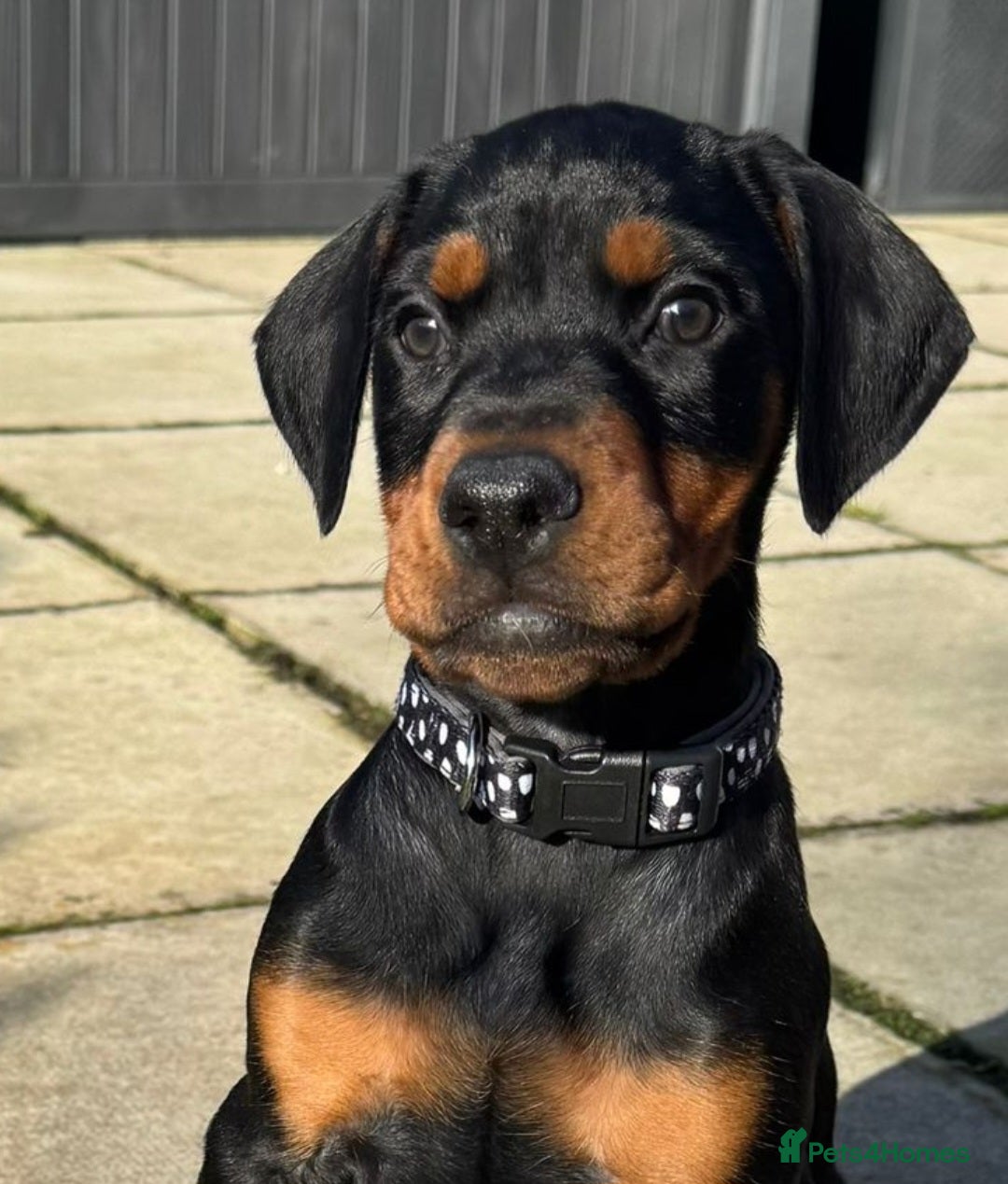 Dobermann dogs Trojanteam dobermanns puppies - Advert 4