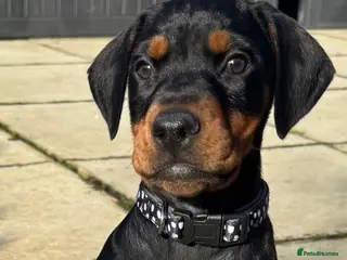 Dobermann dogs Trojanteam dobermanns puppies - Advert 4