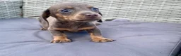 Dachshund dogs for sale: ‼️‼️Ready to leave miniature dashounds‼️‼️ - Advert 6