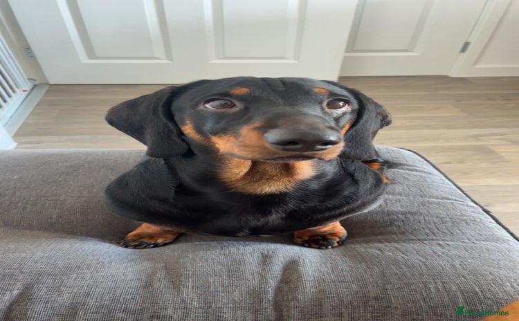 Dachshund dogs - Advert 10