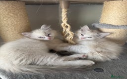 Ragdoll cats for sale: X5 Ragdoll kittens - Image 18