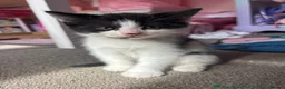 Mixed Breed cats for sale: Black and white boy kitten - Advert 1