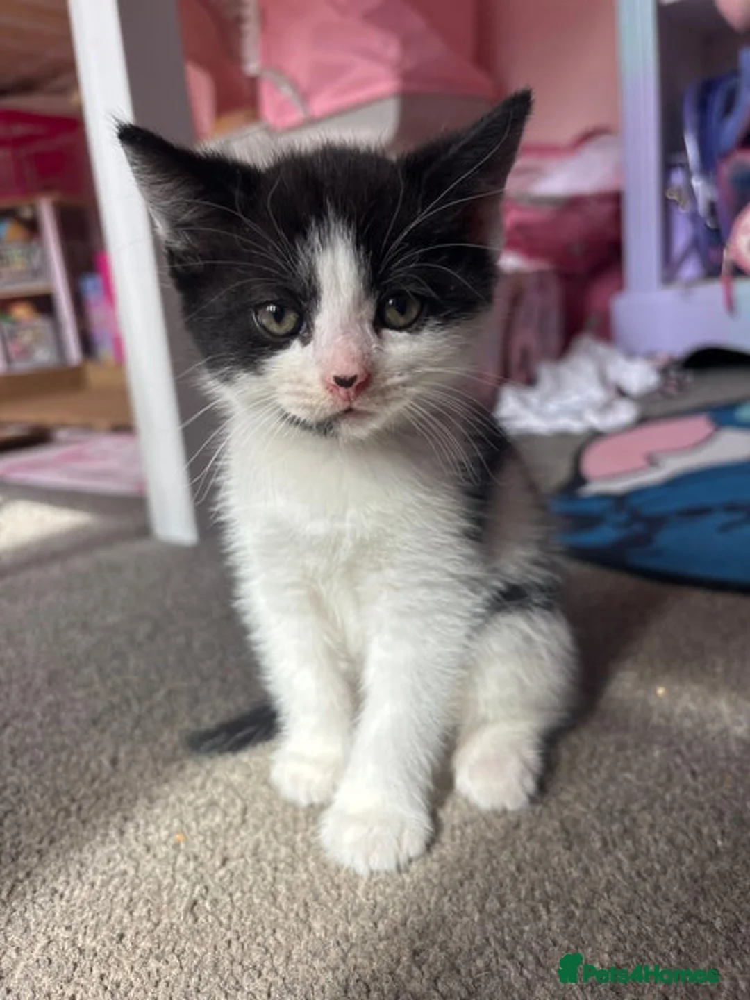 Mixed Breed cats for sale: Black and white boy kitten - Advert 1