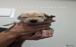 Labrador Retriever dogs for sale: Golden/Yellow Labrador retriever Puppies - Image 6