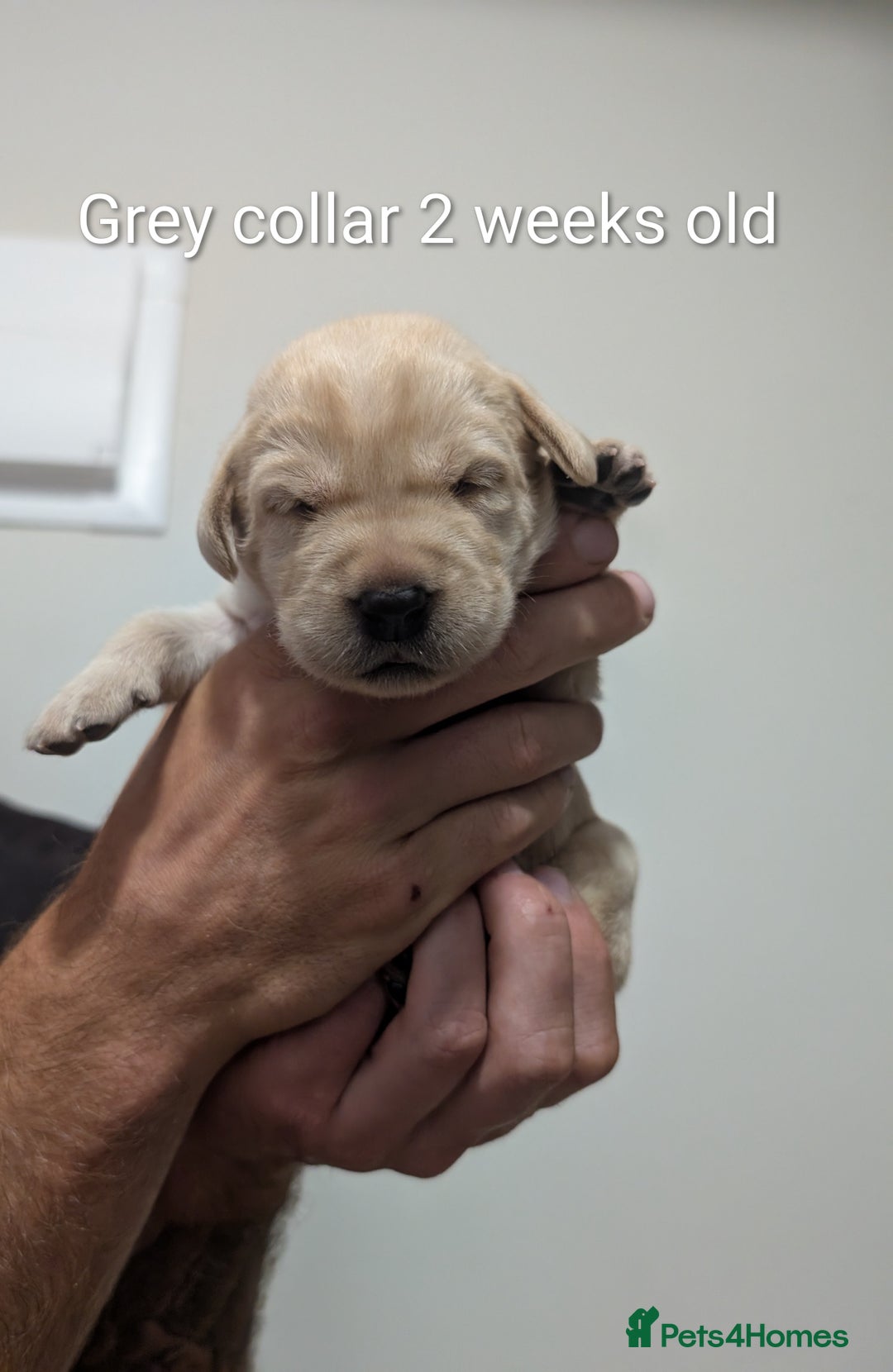 Labrador Retriever dogs for sale: Golden/Yellow Labrador retriever Puppies - Image 6