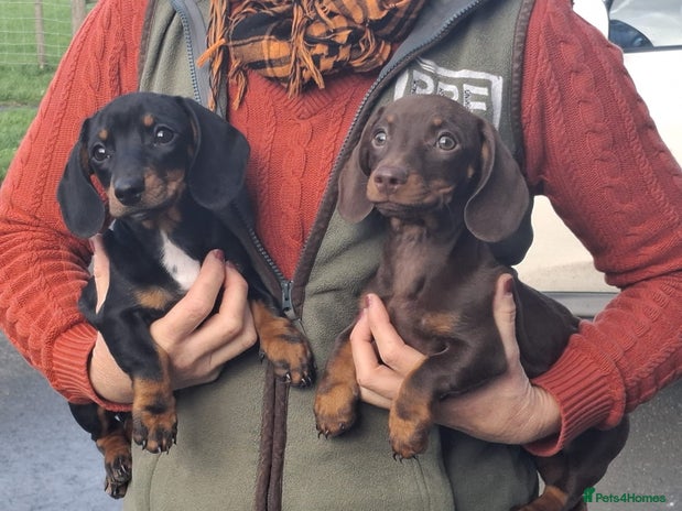 Miniature Dachshund dogs - Advert 8