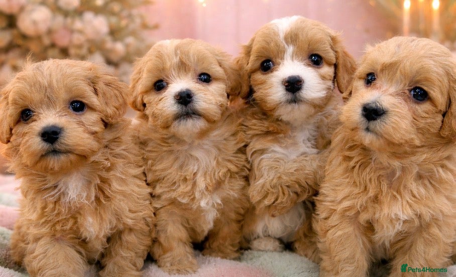 Maltipoo dogs ✨ Tiny Toy F1 Maltipoo pups ready soon ✨  - Advert 1