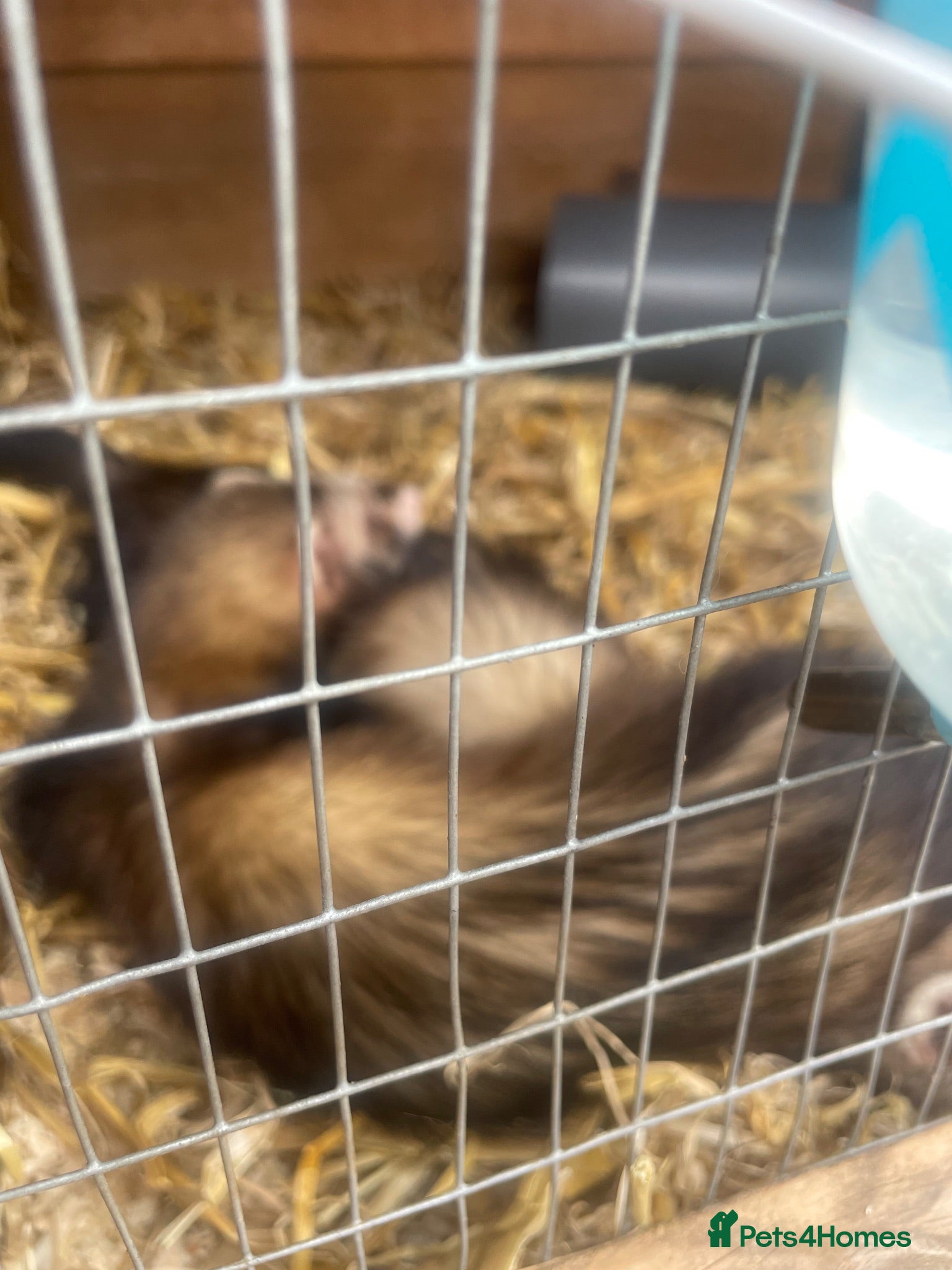 Ferret rodents Polecat kitts 2x jills - Advert 1