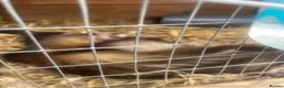 Ferret rodents for sale: 2 female kitts 3months old - Advert 1