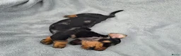 Miniature Dachshund dogs for sale: Stunning KC Reg, PRA Clear dachshund pupies - Advert 12