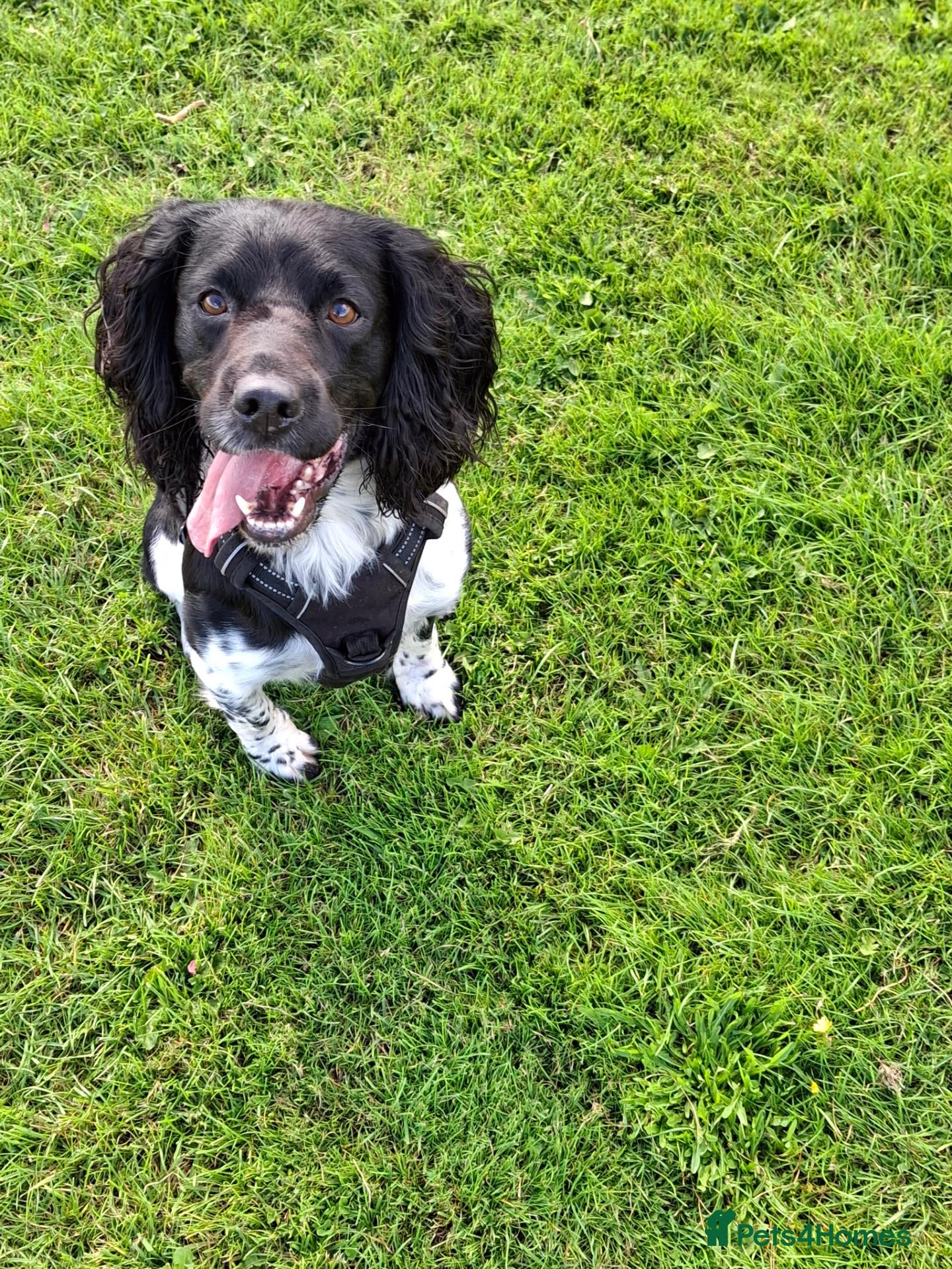English Springer Spaniel dogs Hugo. - Advert 11