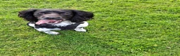 English Springer Spaniel dogs for stud: Hugo. in Sheffield - Advert 1