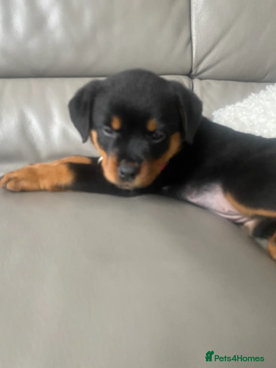Rottweiler dogs for sale: Rottweiler Female For Sale - Advert 4