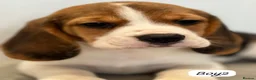 Beagle dogs for sale: ** Full pedigree beautiful beagles ** - Advert 16