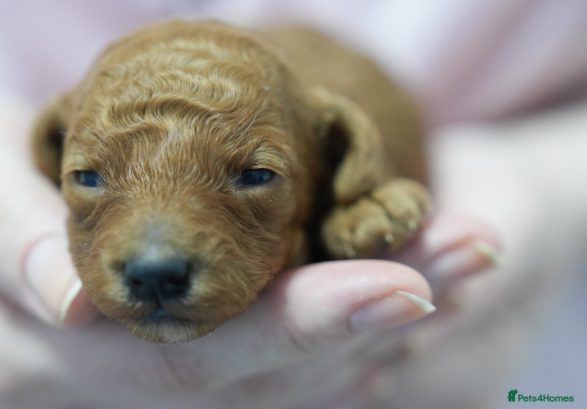 Mixed Breed dogs TOY X MINIATURE POODLE PUPPIES - RED - Advert 1