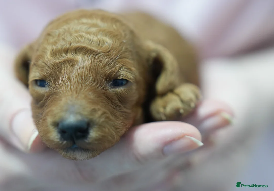 Mixed Breed dogs for sale: TOY X MINIATURE POODLE PUPPIES - RED in Wisbech - Advert 1