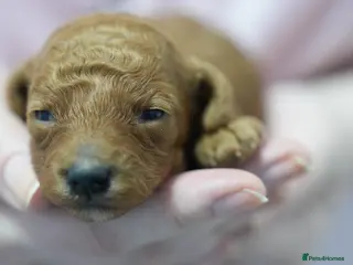 Mixed Breed dogs TOY X MINIATURE POODLE PUPPIES - RED - Advert 1