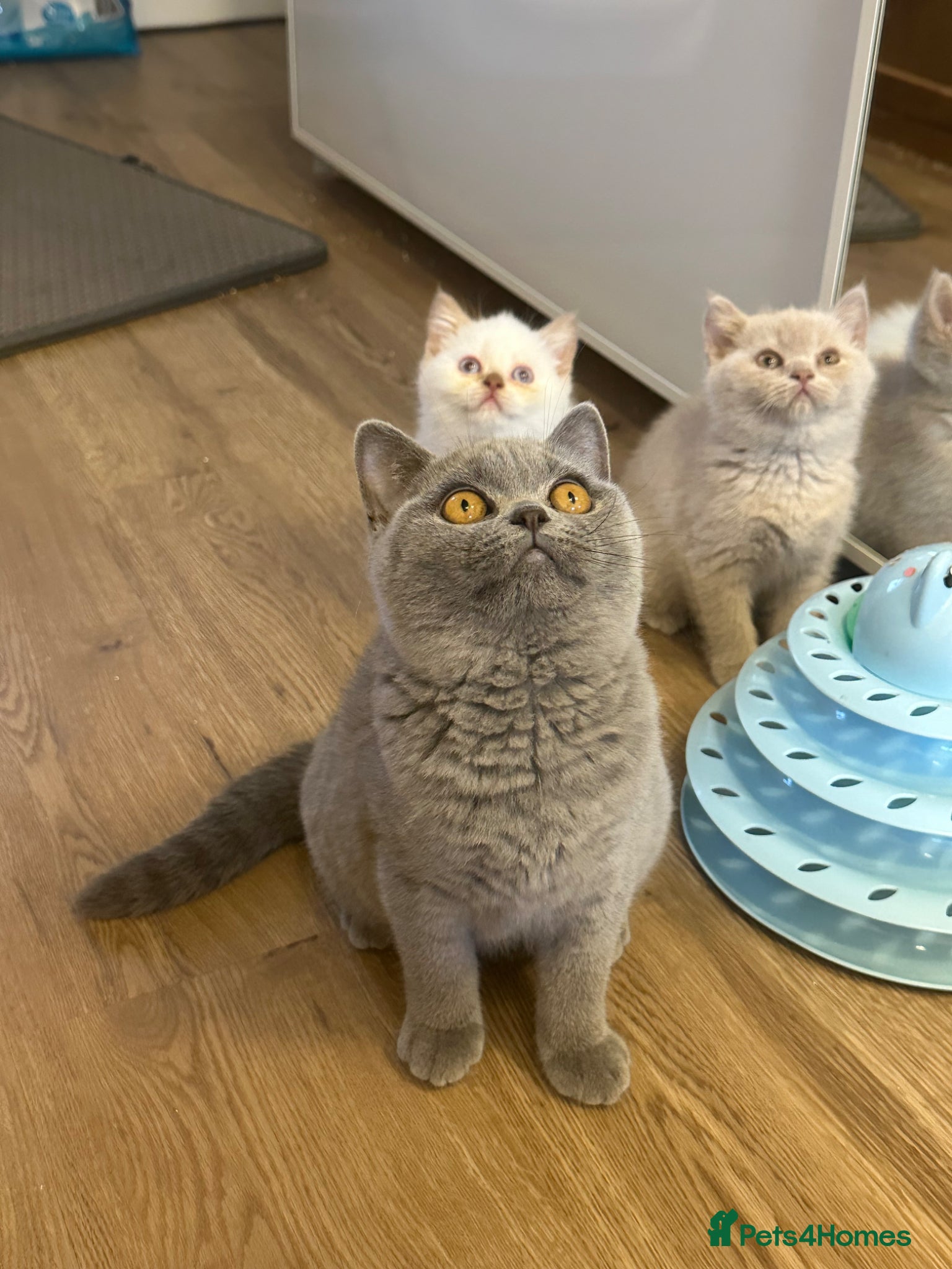 British Shorthair cats Gccf registered kittens  - Advert 2