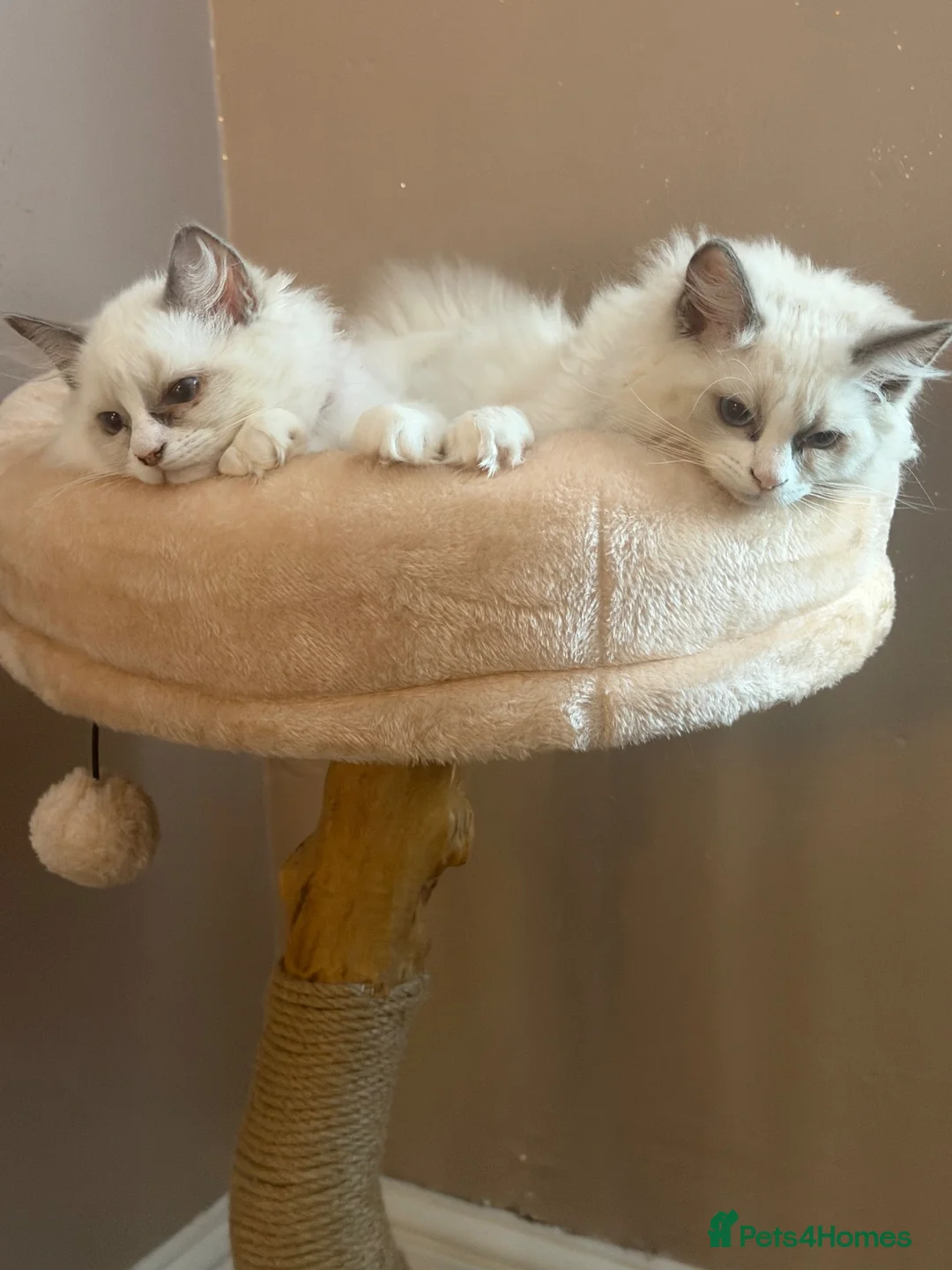 Ragdoll cats for sale: Beautiful Boy ragdoll  - Advert 2