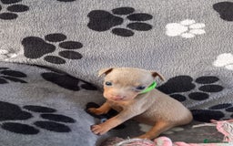 Miniature Pinscher dogs for sale: KC Reg Miniature Pinschers - Image 6