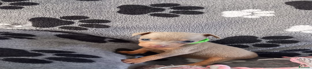 Miniature Pinscher Puppy 7