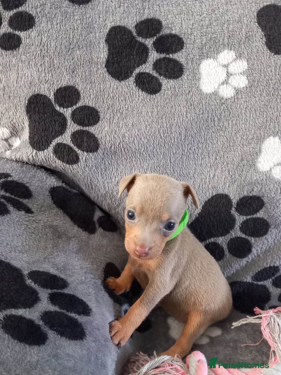 Miniature Pinscher dogs for sale: KC Reg Miniature Pinschers - Image 6