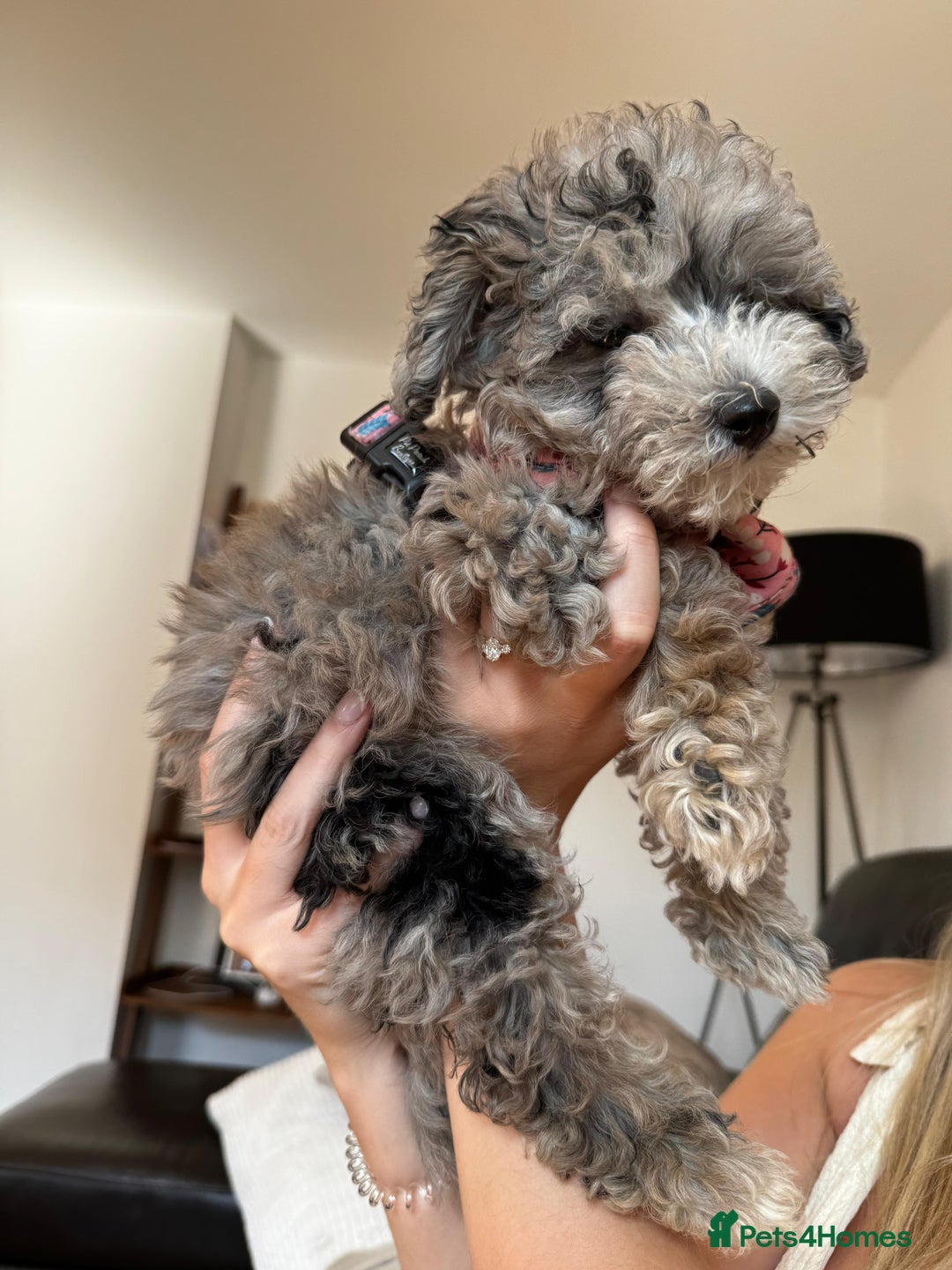 Maltipoo dogs for sale: Maltipoo puppy  - Image 1