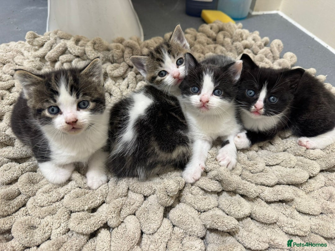 Mixed Breed cats for sale: Russian Blue x Tabby - Advert 33