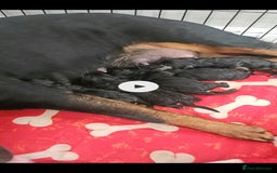 Rottweiler dogs for sale: Big Chunky litter of 7 Rottweilers  - Image 13