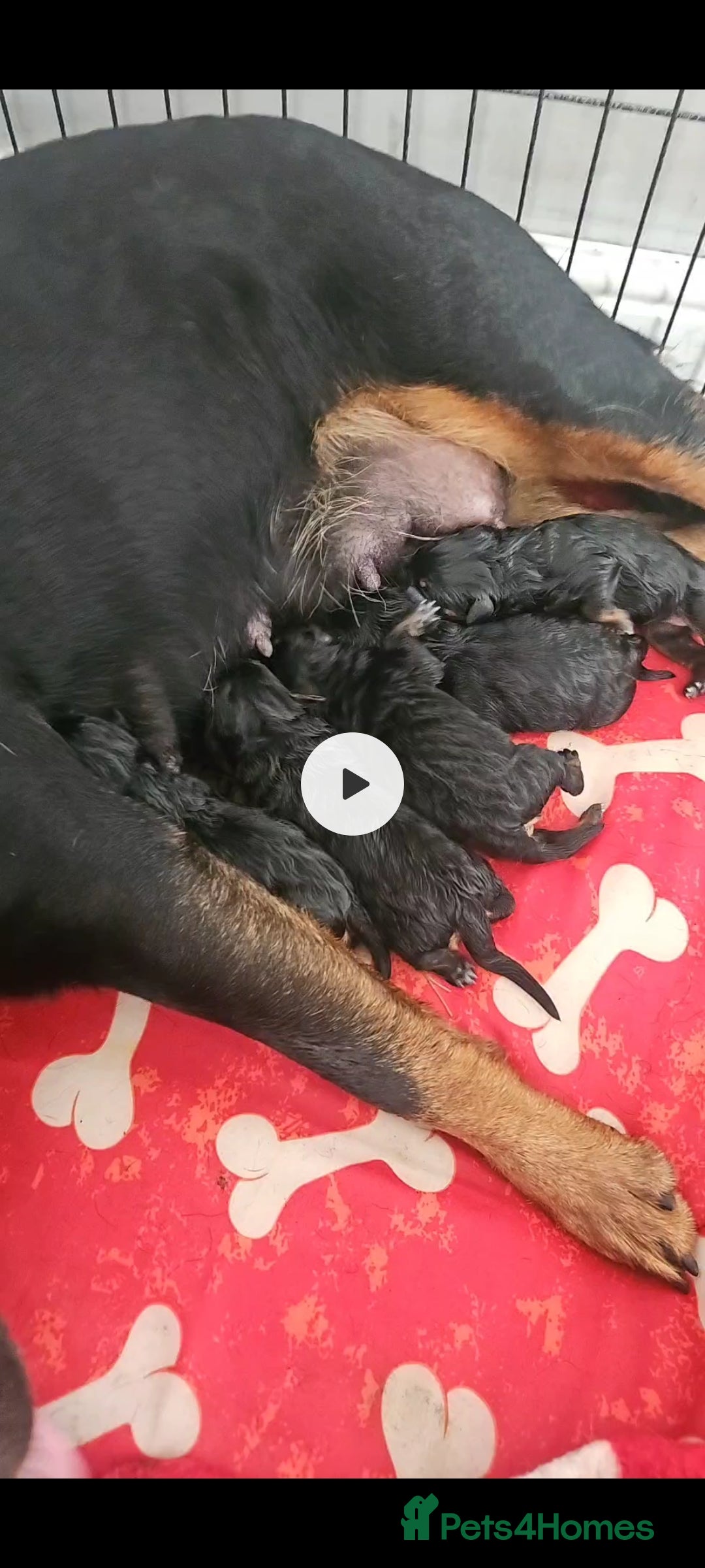 Rottweiler dogs for sale: Big Chunky litter of 7 Rottweilers  - Image 13