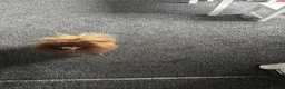 Pomeranian dogs for sale: Pomeranian male  - Advert 1